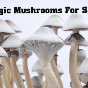 Magic mushrooms for sale, buy magic mushrooms , where to buy magic mushrooms , magic mushroom to buy, buy magic mushrooms online, where to get shrooms, buy shrooms online, psilocybin for sale , buy magic mushroom, where can I buy magic mushrooms, magic mushshrooms for sale, Buy psilocybin mushrooms, Where to buy psilocybin, How to get shrooms , Buy psilocybin, Where can I buy magic mushshrooms, Shrooms online, Magic mushrooms sales, Buy mushrooms online, Buymagicmushrooms, How to buy shrooms    