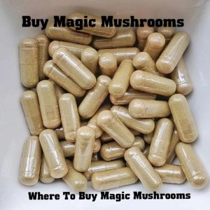 Magic Mushrooms For Sale, Buy Magic Mushrooms, Where To Buy Magic Mushrooms, Magic Mushroom To Buy, Buy Magic Mushrooms Online, Where To Get Shrooms, Buy Shrooms Online, Psilocybin For Sale, Buy Magic Mushroom