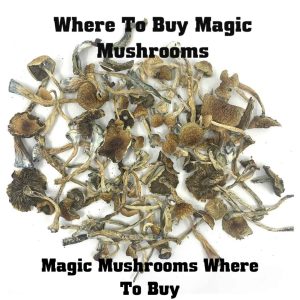 where to buy magic mushrooms, magic mushroom to buy, buy magic mushrooms online, where to get shrooms, buy shrooms online, psilocybin for sale, buy magic mushroom, where can i buy magic mushrooms