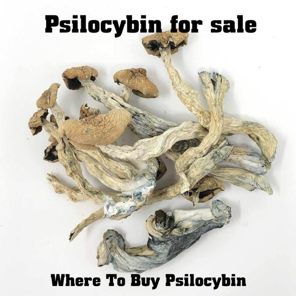 psilocybin for sale, buy magic mushroom, where can i buy magic mushrooms, where to buy psilocybin, how to get shrooms, buy psilocybin