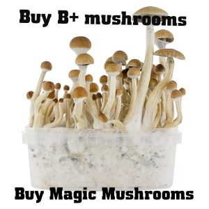magic mushrooms for sale, buy magic mushrooms, where to buy magic mushrooms, magic mushroom to buy, buy magic mushrooms online, where to get shrooms, buy shrooms online, psilocybin for sale, buy magic mushroom, where can i buy magic mushrooms, magic mushshrooms for sale, buy psilocybin mushrooms, where to buy psilocybin, how to get shrooms, buy psilocybin, where can i buy magic mushshrooms, shrooms online, magic mushrooms sales , buy mushrooms online, buymagicmushrooms, how to buy shrooms, mushroom spores online, magic mushroom spores for sale, how to buy magic mushrooms , buying magic mushrooms online, magic mushrooms where to buy, magic mushrooms where to buy, buy psilocin, buy magic mushroom spores, where to buy psilocybin mushrooms ,magic mushrooms in oregon ,magicmushroomsshop ,magic mushrooms buy ,buy psilocybin online ,psilocybin buy ,buy psychedelic mushroom ,order magic mushrooms ,psilocybin mushrooms buy ,where can i get shrooms ,store magic mushrooms ,where can you buy magic mushrooms ,where to buy magic mushroom ,where can i buy psilocybin ,buy mushroom spores online ,psilocybin mushroom spores for sale ,how to buy psilocybin ,mushrooms online ,order magic mushrooms online ,order shrooms online ,where can i buy mushrooms in oregon ,psilocybin mushrooms buy online ,psychedelic mushrooms online ,buy psylicybin ,order mushrooms online ,how to buy mushrooms ,buy psilocybe mushrooms online ,magic mushrooms store ,where can i find magic mushrooms ,buy majic mushrooms ,buy mushrooms in oregon ,magic mushroom for sale ,magical mushrooms for sale ,,can you buy mushrooms online ,psilocybin where to buy ,,where to buy magic mushrooms online ,,online mushrooms