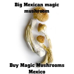 magic mushrooms for sale, buy magic mushrooms, where to buy magic mushrooms, magic mushroom to buy, buy magic mushrooms online, where to get shrooms, buy shrooms online, psilocybin for sale, buy magic mushroom, where can i buy magic mushrooms, magic mushshrooms for sale, buy psilocybin mushrooms, where to buy psilocybin, how to get shrooms, buy psilocybin, where can i buy magic mushshrooms, shrooms online, magic mushrooms sales , buy mushrooms online, buymagicmushrooms, how to buy shrooms, mushroom spores online, magic mushroom spores for sale, how to buy magic mushrooms , buying magic mushrooms online, magic mushrooms where to buy, magic mushrooms where to buy, buy psilocin, buy magic mushroom spores, where to buy psilocybin mushrooms ,magic mushrooms in oregon ,magicmushroomsshop ,magic mushrooms buy ,buy psilocybin online ,psilocybin buy ,buy psychedelic mushroom ,order magic mushrooms ,psilocybin mushrooms buy ,where can i get shrooms ,store magic mushrooms ,where can you buy magic mushrooms ,where to buy magic mushroom ,where can i buy psilocybin ,buy mushroom spores online ,psilocybin mushroom spores for sale ,how to buy psilocybin ,mushrooms online ,order magic mushrooms online ,order shrooms online ,where can i buy mushrooms in oregon ,psilocybin mushrooms buy online ,psychedelic mushrooms online ,buy psylicybin ,order mushrooms online ,how to buy mushrooms ,buy psilocybe mushrooms online ,magic mushrooms store ,where can i find magic mushrooms ,buy majic mushrooms ,buy mushrooms in oregon ,magic mushroom for sale ,magical mushrooms for sale ,,can you buy mushrooms online ,psilocybin where to buy ,,where to buy magic mushrooms online ,,online mushrooms