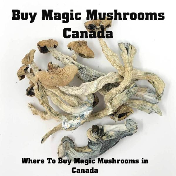 Where to buy magic mushrooms in canada, how to buy magic mushrooms in canada, buy magic mushrooms canada,where to get shrooms, buy magic mushrooms